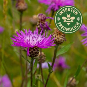 flockenblume samen