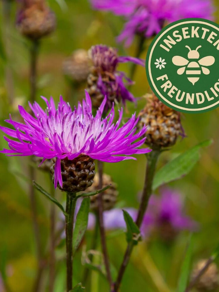 flockenblume samen