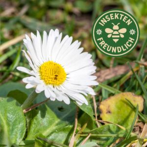 gänseblümchen samen