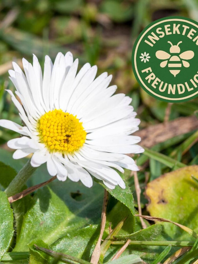 gänseblümchen samen