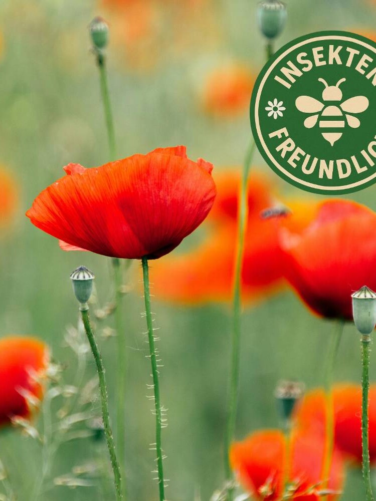 mohn saatgut