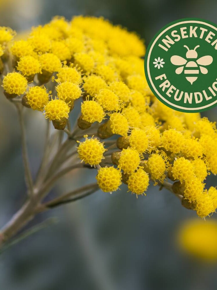 strohblumen samen