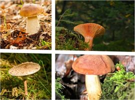 Essbare Pilze: fünf häufige Speisepilze im Wald