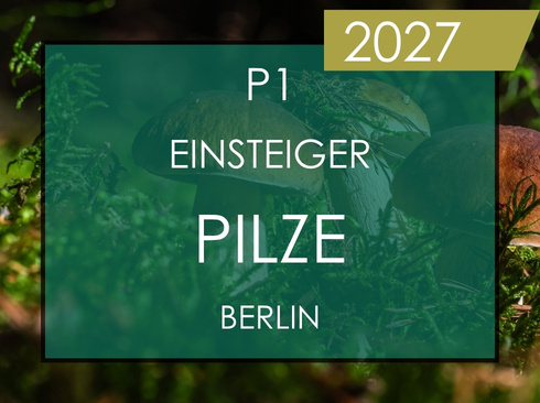 Pilzkurs